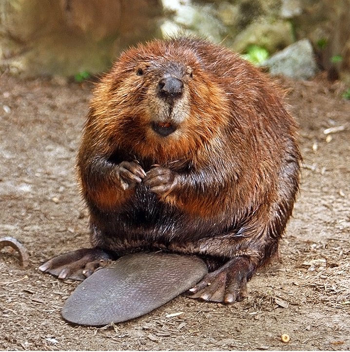 Geronimo the Beaver?
