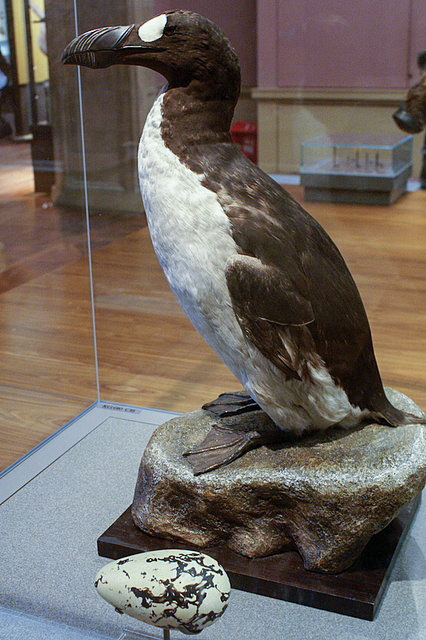 Great Auk 1