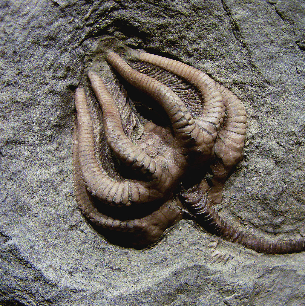 Agaricocrinus_americanus_Carboniferous_Indiana.jpg