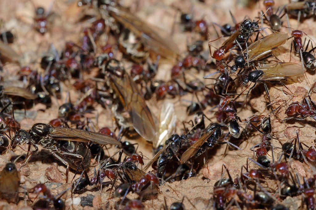 Eusocial A - Meat Eater Ant Nest During Swarm