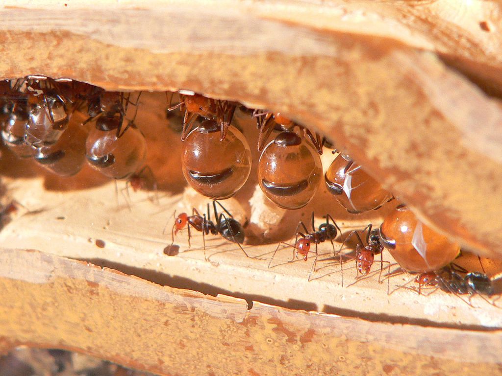 Eusocial B - Honeypot Ants store food