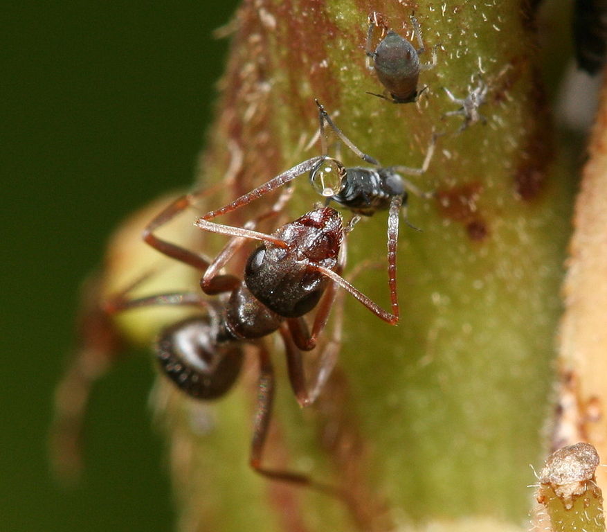 Eusocial C - Ant herding some aphids