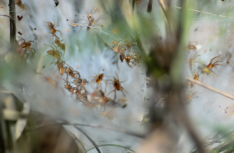 Social Spiders A - Social Spiders In India