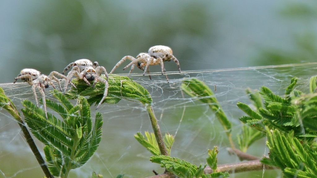 Social Spiders E - Stegodyphus dumicola